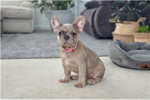 Dasha - French Bulldog for sale