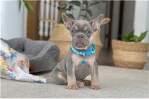 Franklin - French Bulldog for sale