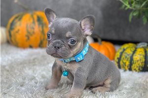 Kash - French Bulldog for sale