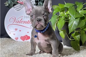 Titan - French Bulldog for sale