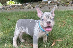 Ivan - French Bulldog for sale