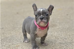 Holly - French Bulldog for sale