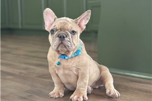 Chet - French Bulldog for sale