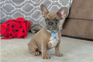 Arthur - French Bulldog for sale
