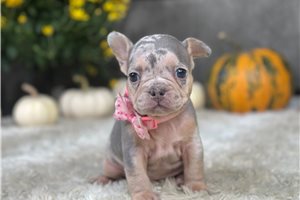 Kara - French Bulldog for sale