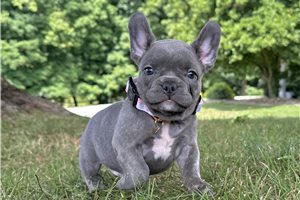 Heidi - French Bulldog, placed in Akron / Canton