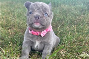 Holly - French Bulldog for sale
