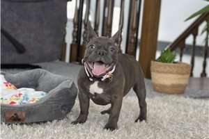 Elsie - French Bulldog for sale