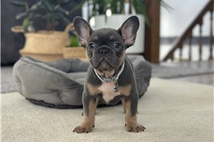Amos - puppy for sale