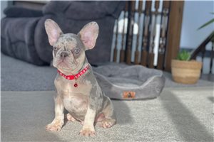 Grayson - French Bulldog for sale