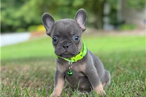 Jace - French Bulldog for sale