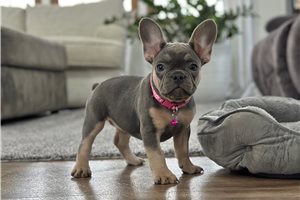 Genesis - French Bulldog for sale