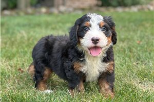 Edmund - Bernedoodle, Mini for sale