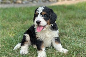 Ezra - Bernedoodle, Mini for sale