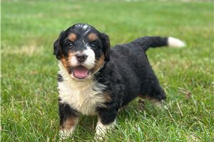 Ellie - puppy for sale