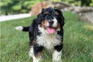 Ellie - Bernedoodle, Mini, placed in Akron / Canton