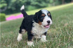 Ezra - Bernedoodle, Mini for sale