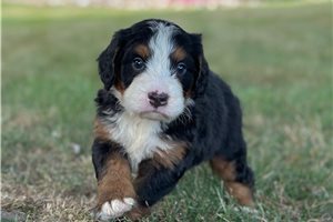 Edmund - puppy for sale