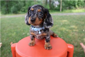Rhett - puppy for sale