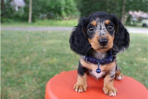 Reece - Dachshund, Mini for sale
