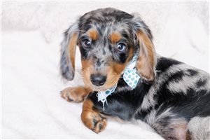 Michael - puppy for sale