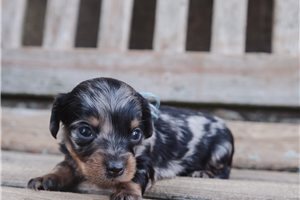 Mateo - puppy for sale