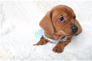 Pogo - Dachshund, Mini for sale