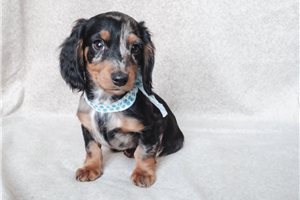 Miles - Dachshund, Mini for sale