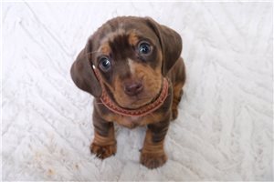 Primadonna - Dachshund, Mini for sale