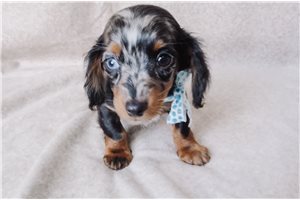 Maverick - Dachshund, Mini for sale