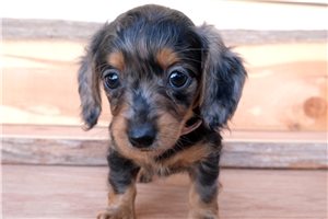 Madison - Dachshund, Mini for sale