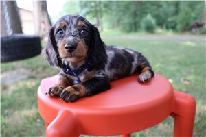 Rutherford - puppy for sale