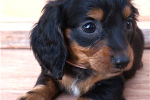 Mila - Dachshund, Mini for sale