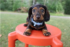 Rudy - puppy for sale