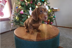 Pluto - puppy for sale
