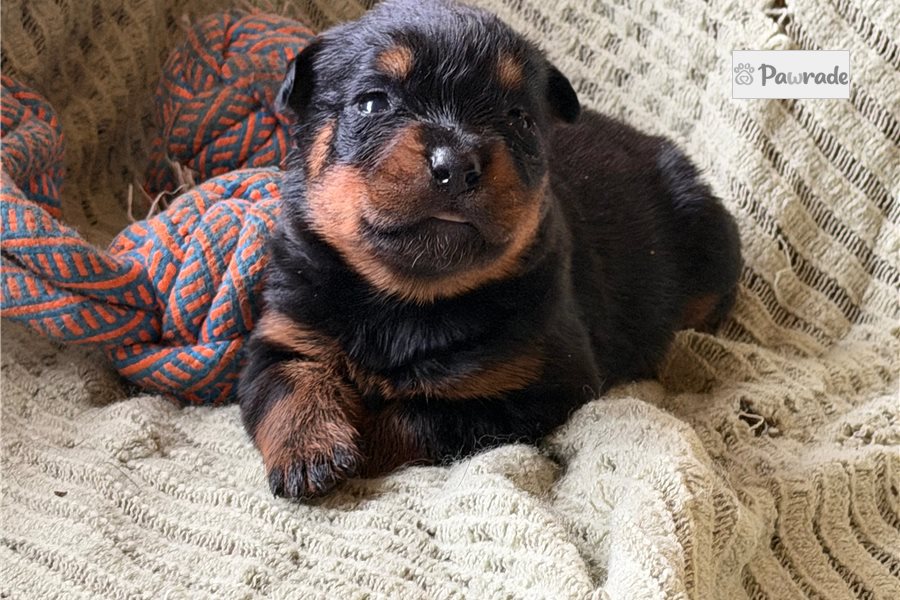 Helena - Rottweiler for sale