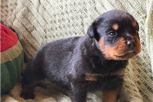 Harold - puppy for sale