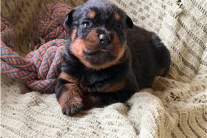 Helena - Rottweiler for sale