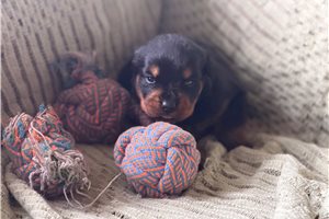 Henley - Rottweiler for sale