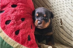 Hector - puppy for sale