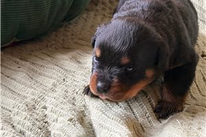 Heath - puppy for sale