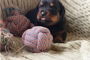Helga - puppy for sale