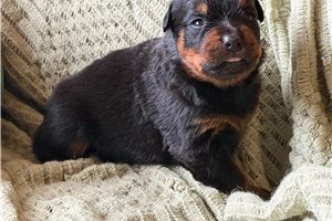 Hayes - puppy for sale