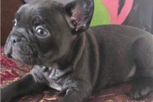 Julian - puppy for sale