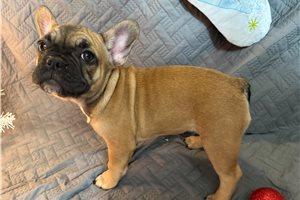 Jocelyn - French Bulldog for sale