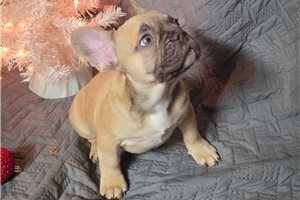 Jacob - French Bulldog for sale
