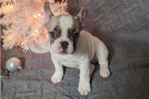 Juniper - French Bulldog for sale