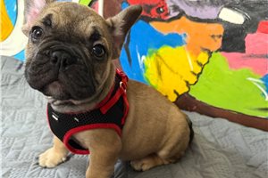 Jaxon - puppy for sale