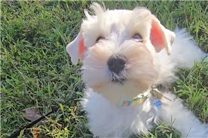 Snowflake Cupid - puppy for sale