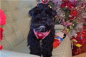 Pipper Coal - Schnauzer, Miniature for sale